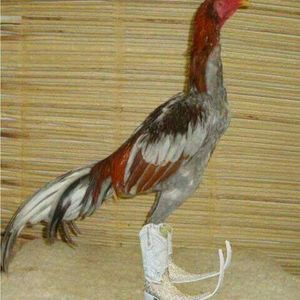 Meet your Posher, El mero mero